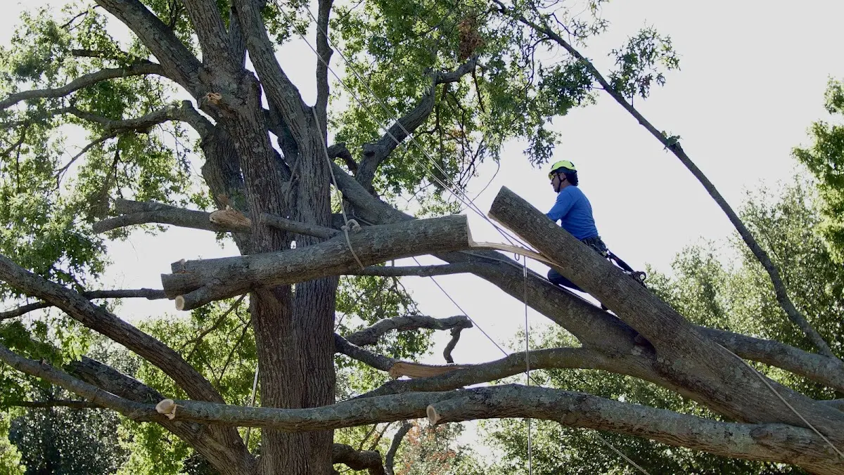 Professional Hazardous Tree Removal performed by certified arborists in Prim