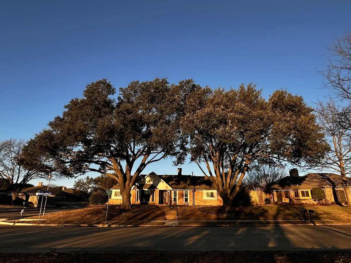 Established residential canopy tree shading a home in Prim