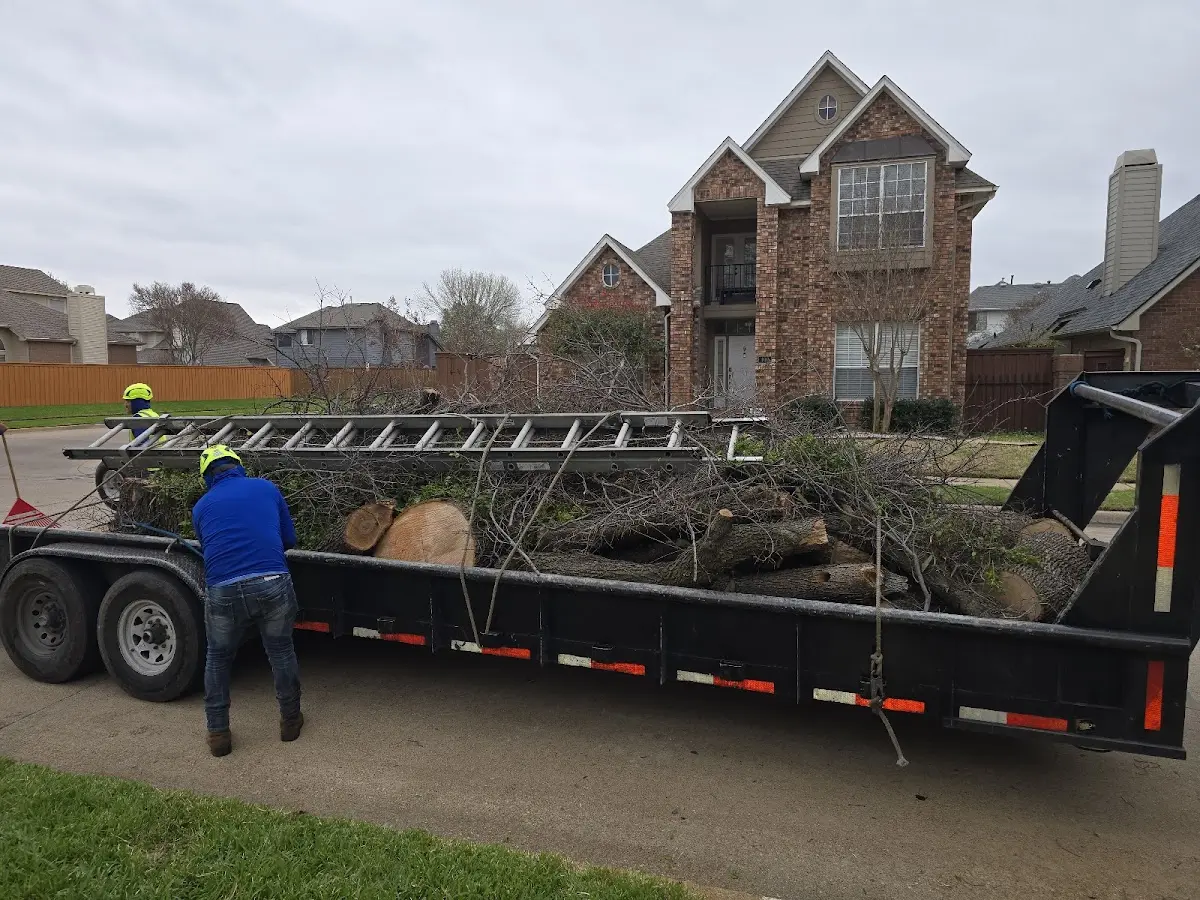 Expert Tree Pest Control with proper safety equipment in Prim